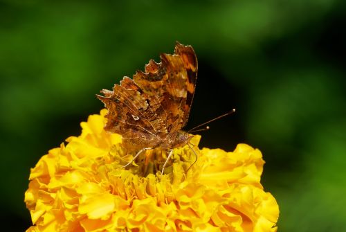 butterflies robert-the-devil insect