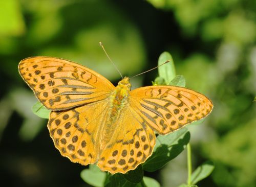 butterflies fritillary butterfly
