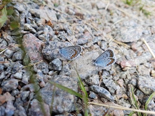 butterflies blue stone