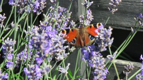 butterflies peacock nature