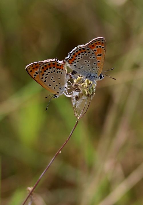 butterflies pair multiplication