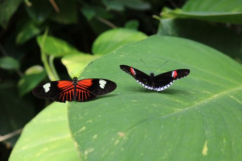 butterflies red black
