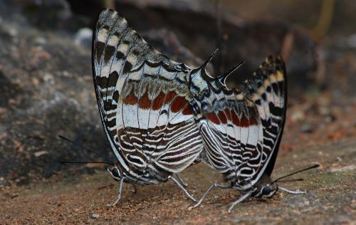 butterflies macro butterfly