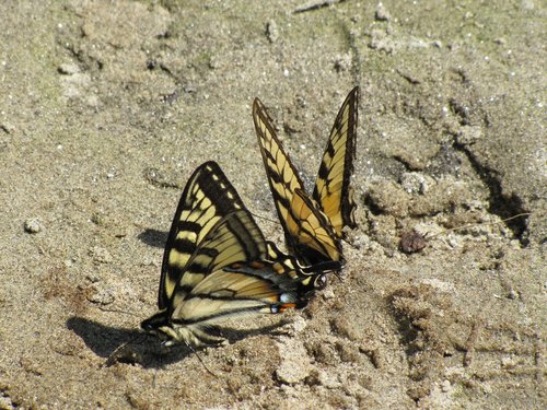 butterflies  mating  nature