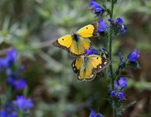 butterflies  yellow  mating