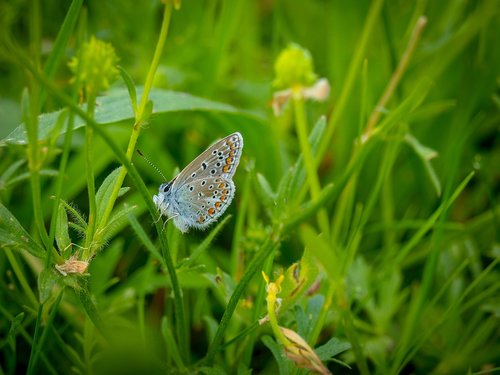 butterflies  butterfly  brown