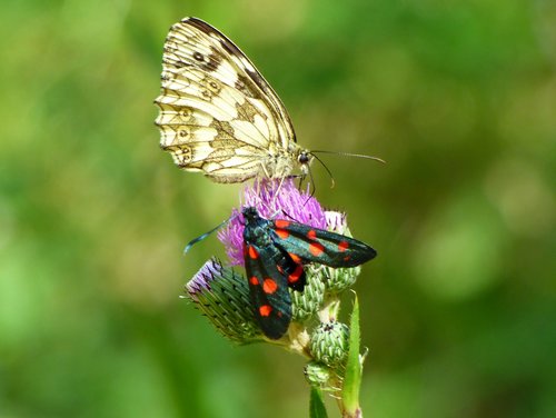 butterflies  drôme  grass