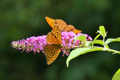 butterflies  blossom  bloom