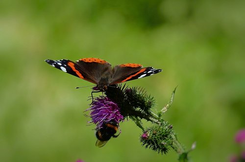 butterflies  nature  insect