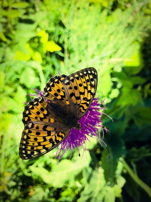 butterflies  flowers  mountain