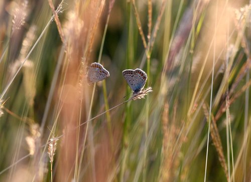 butterflies  mating  grass