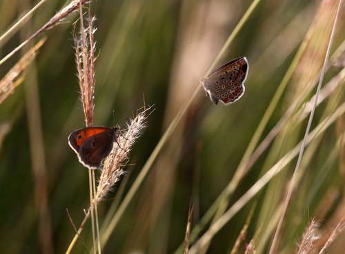 butterflies  mating  grass