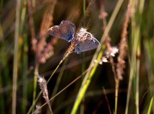 butterflies  mating  grass