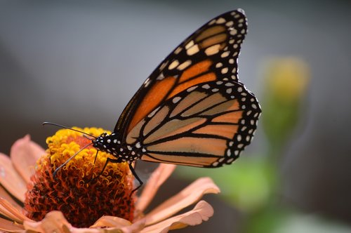 butterflies  flower  butterfly