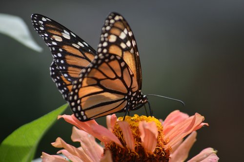 butterflies  flower  butterfly