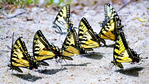 butterflies  yellow  usa