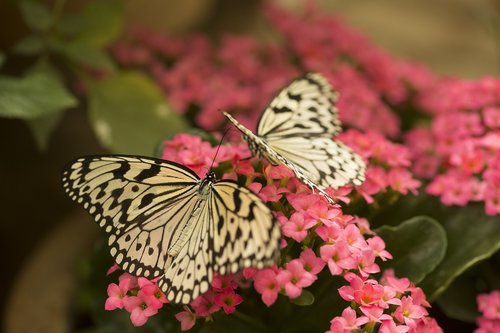 butterflies  butterfly  nature