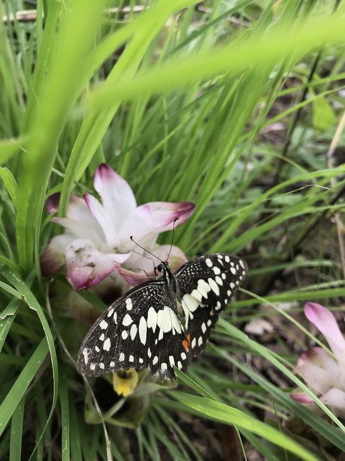 butterflies  natural  nature