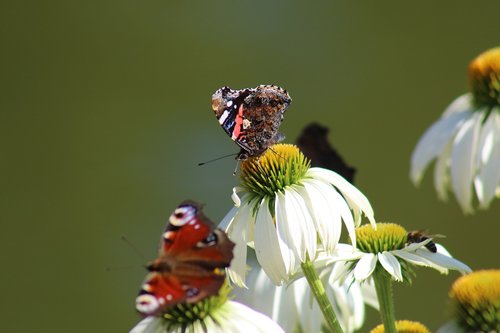 butterflies  insect  flower