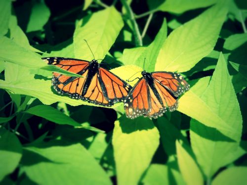 butterflies leaf summer