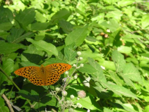 butterflies nature riópar