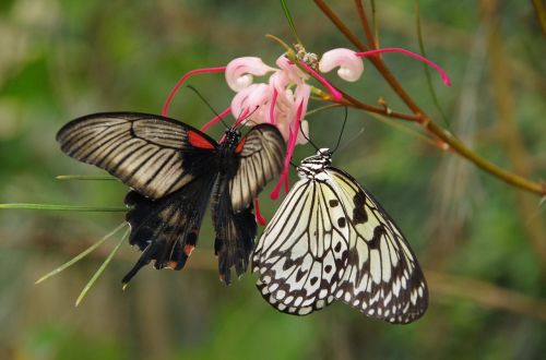 butterflies butterfly mariposario de benalmadena