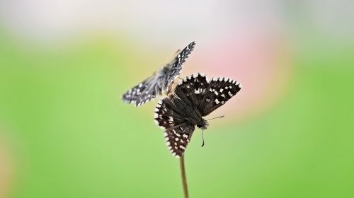 butterflies butterfly insect