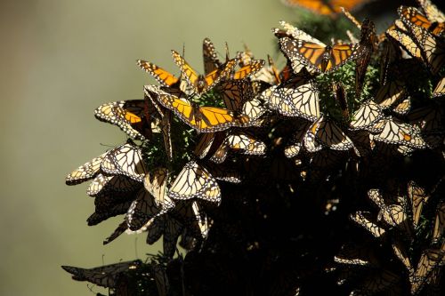 butterflies monarch mating
