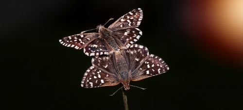 butterflies pair butterfly