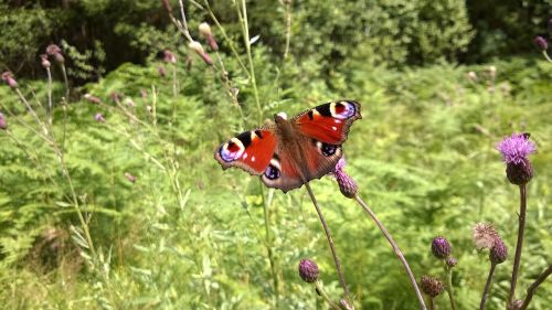 peacock butterflies butterfly