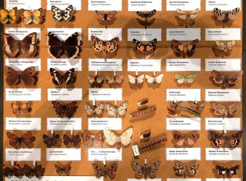 butterflies collection wallchart