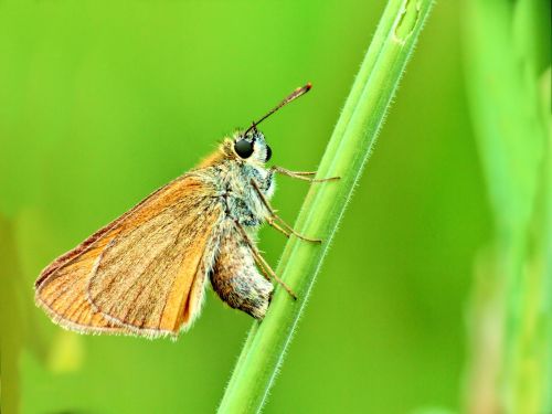 butterfly macro nature