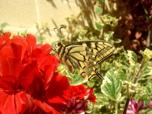 butterfly nature plant