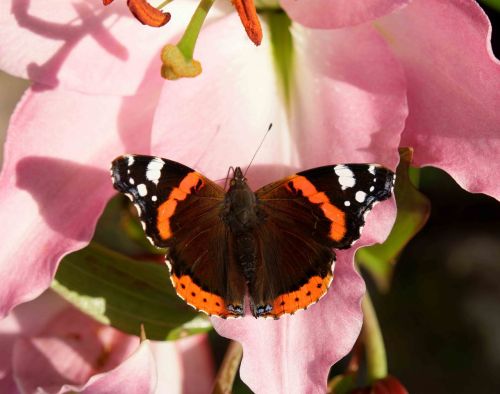 butterfly lily shadow