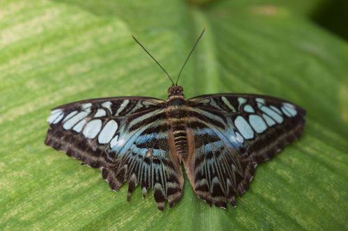 butterfly insect leaf