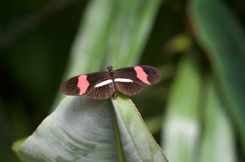 butterfly macro nature