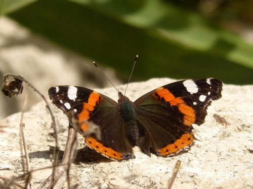 butterfly river beauty