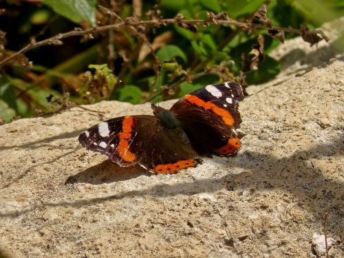 butterfly river beauty