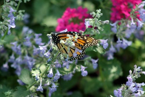 butterfly flower spring