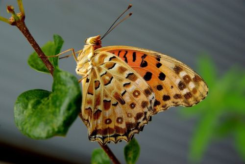 butterfly insect nature