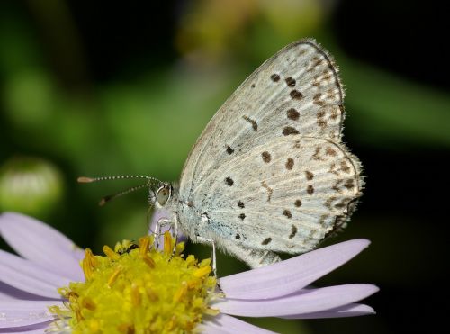 butterfly insect nature