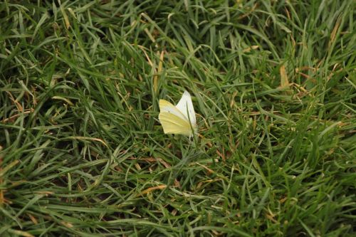 butterfly grass garden