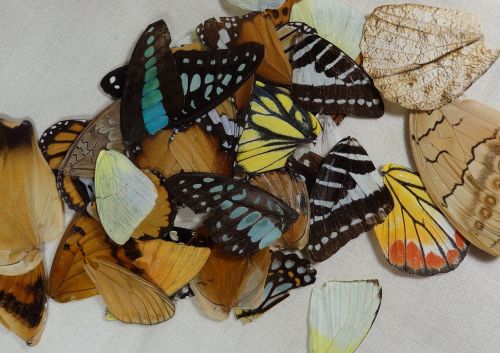 butterfly wings insects