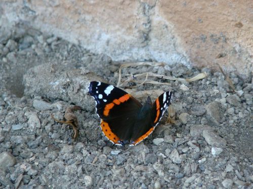 butterfly black orange