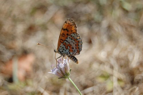 butterfly nature insect