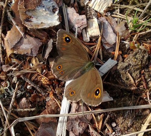 butterfly brown lasiommata maera