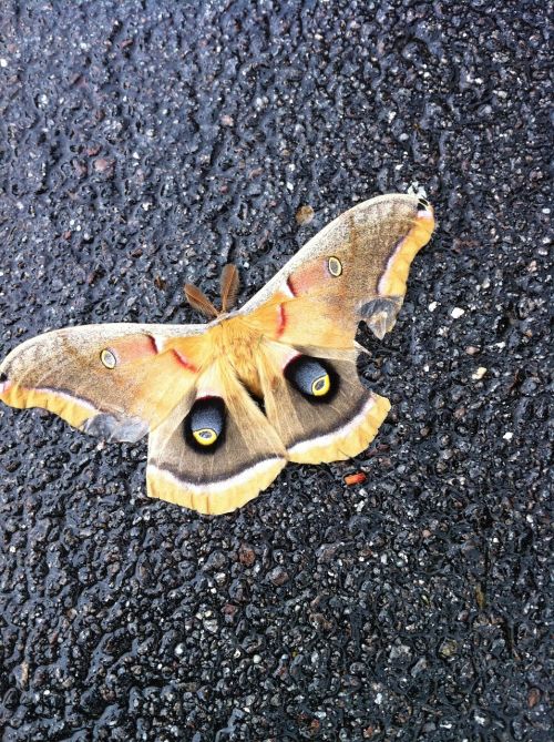 butterfly moth wings