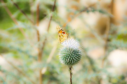 butterfly green nature