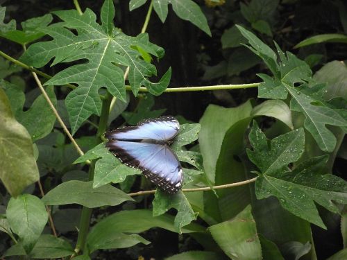 butterfly insect wing