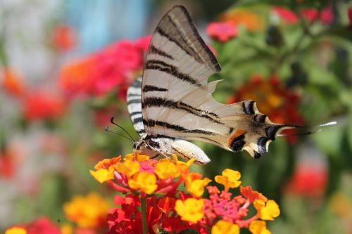 butterfly flower spring